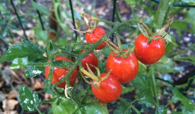 Fatica terapeutica tra orto e animali