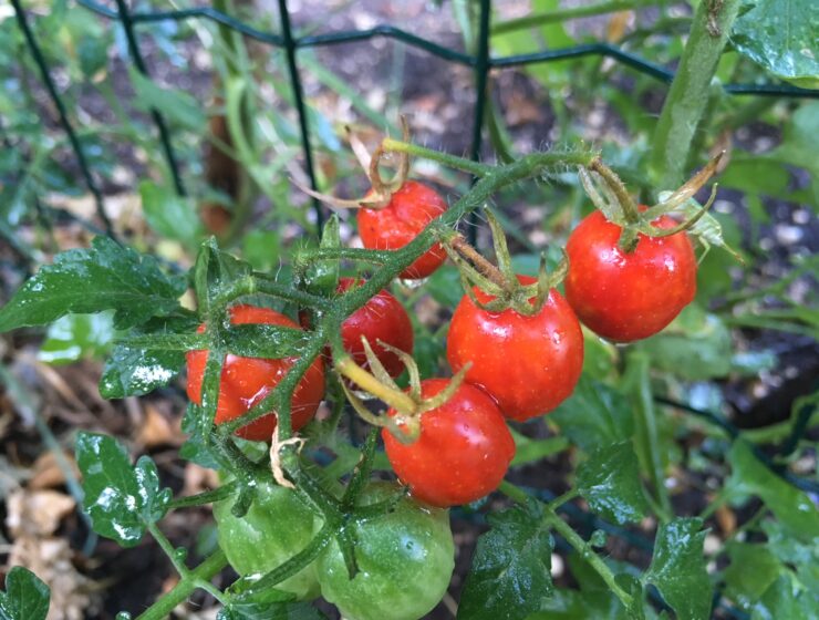 Fatica terapeutica tra orto e animali