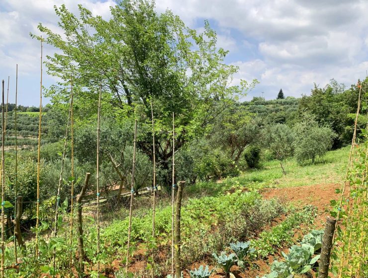 Silvia Allegri sezione orto