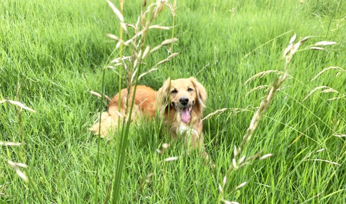Silvia Allegri Verona attività con animali