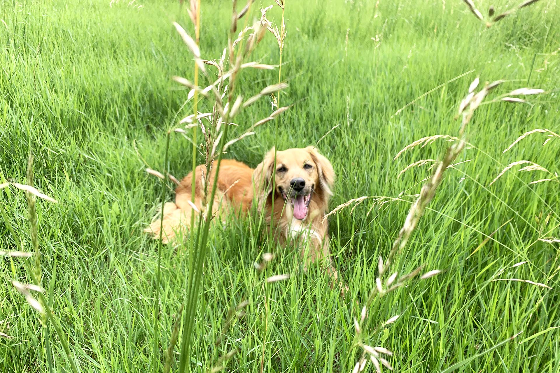 Silvia Allegri Verona attività con animali