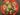 Green Switch - un antipasto green