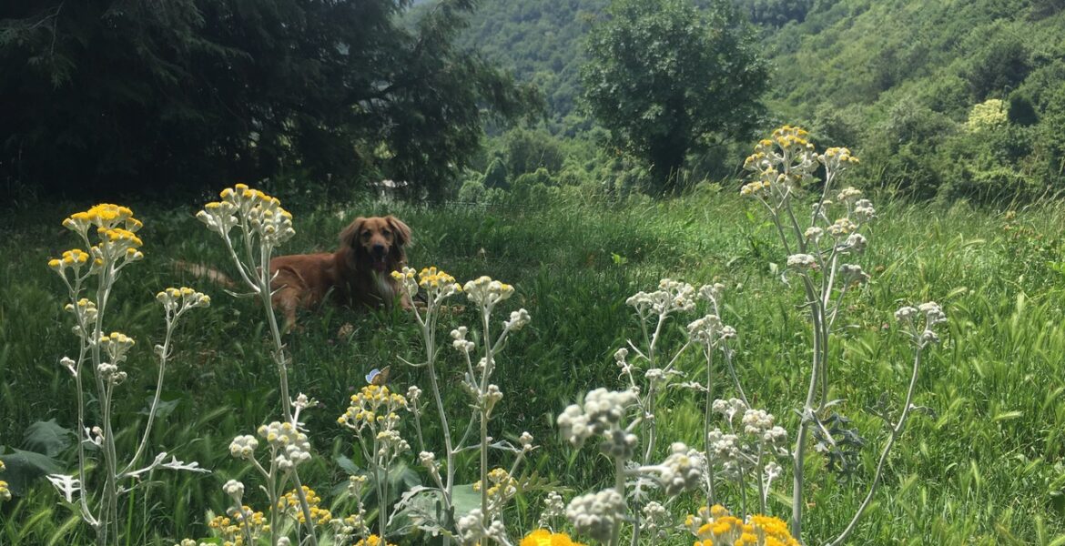 Parole in verde - Feuer