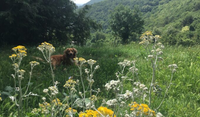 Parole in verde - Feuer