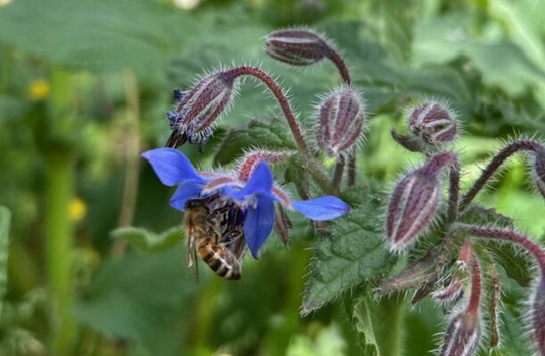 Un'ape al lavoro su un fiore di borragine e giornalismo delle buone notizie