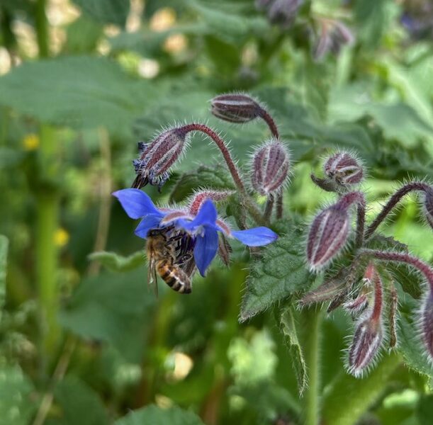 Un'ape al lavoro su un fiore di borragine e giornalismo delle buone notizie