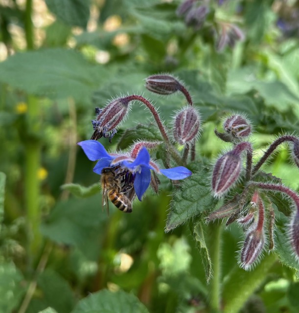 Un'ape al lavoro su un fiore di borragine e giornalismo delle buone notizie